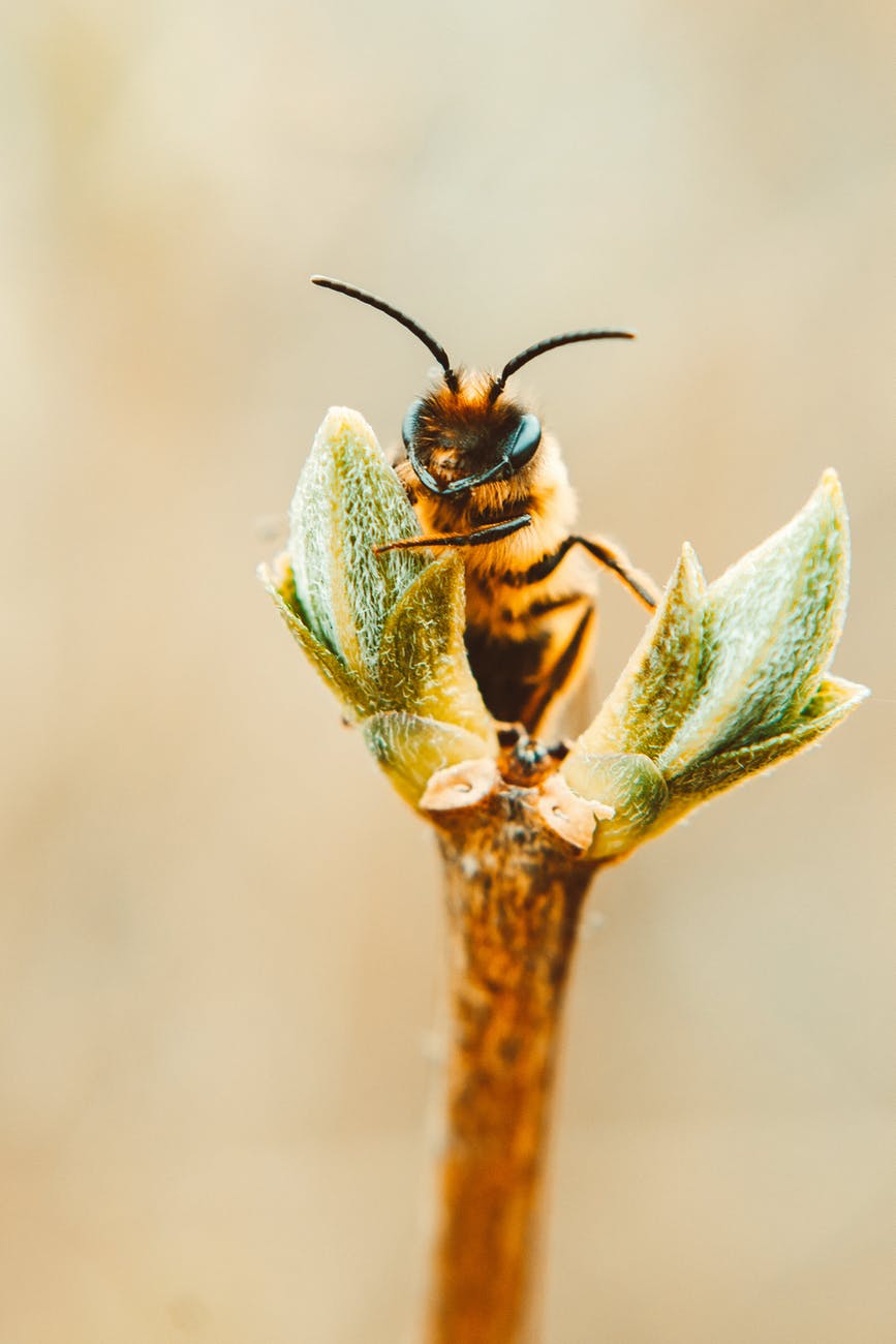 bee on a plant