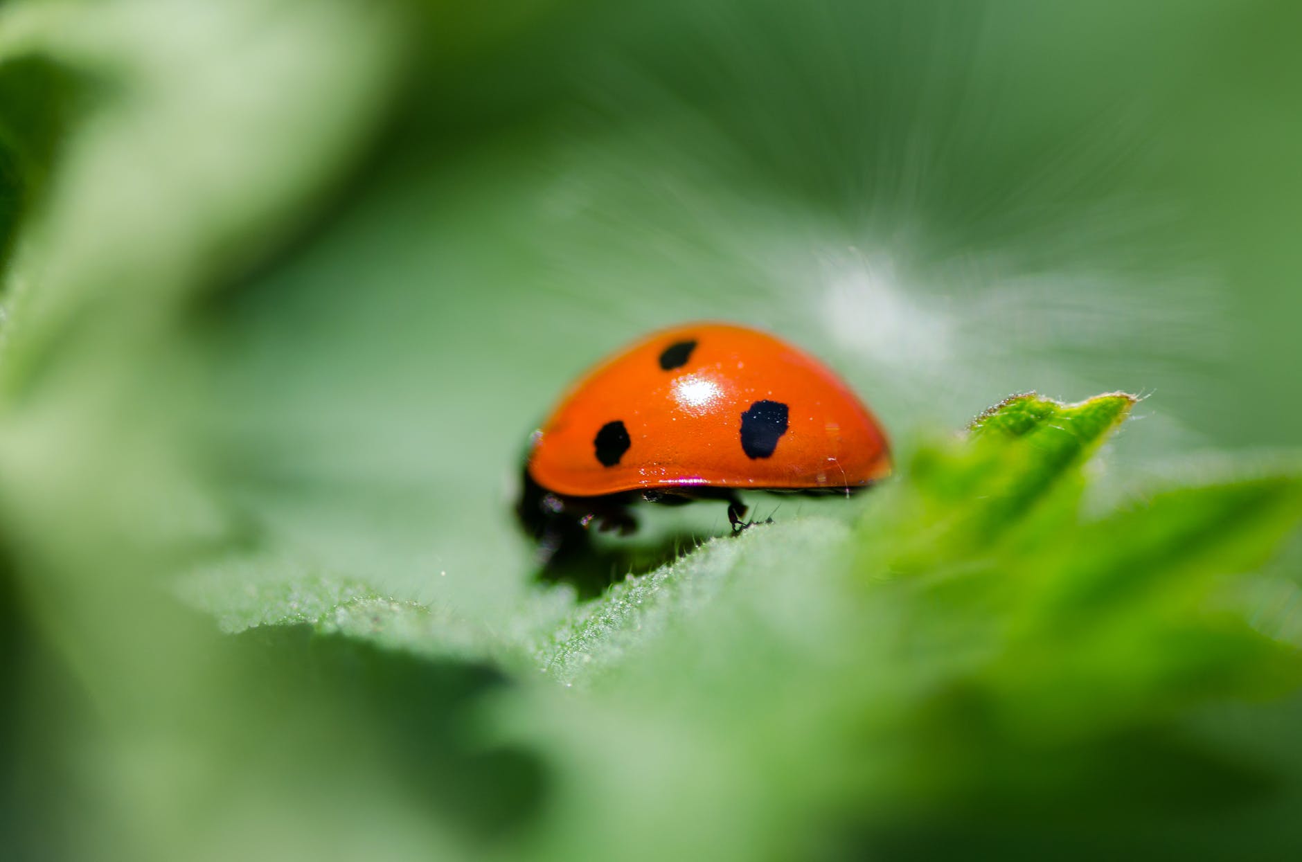 ladybug in shallow photo