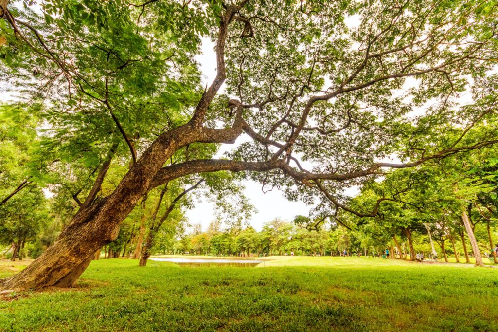 worm s eyeview of tall tree under a gray sky