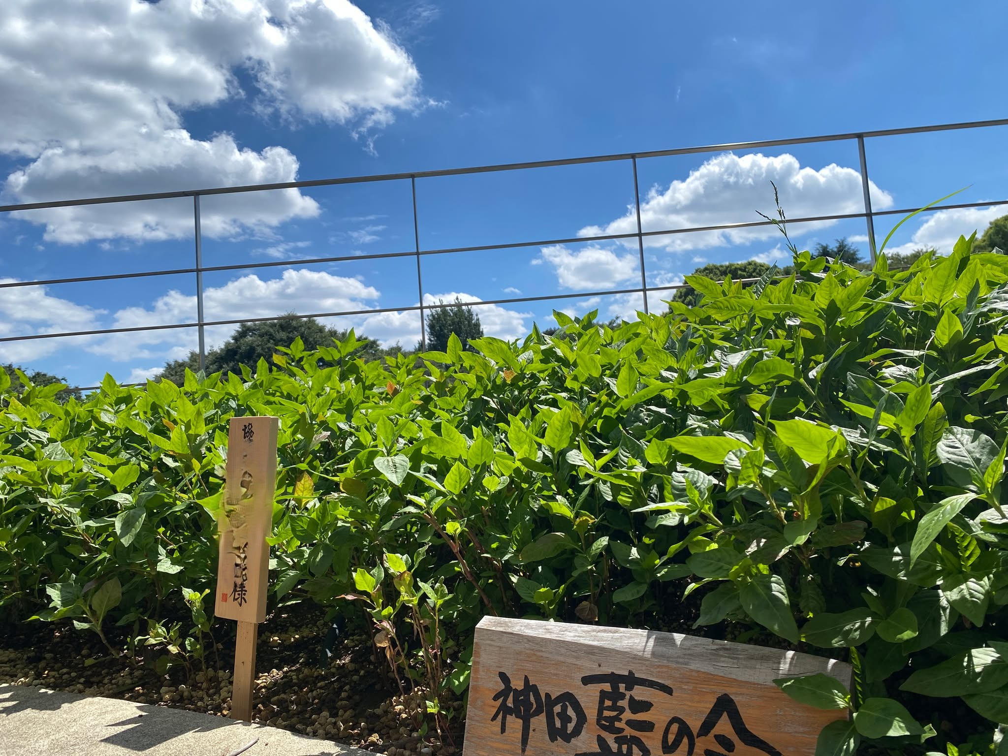 協働 社会貢献 神田 神田藍の会 千代田区 藍 藍愛プロジェクト
